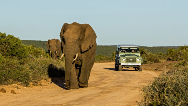 Südafrika Addo Nationalpark