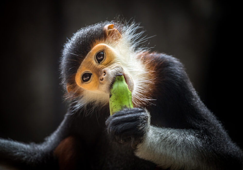Vietnam Affe Banane