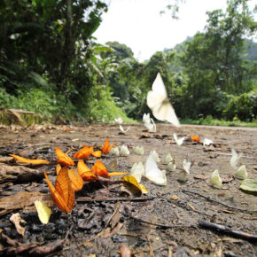 Vietnam Cuc Phuong Nationalpark