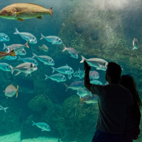 Griechenland Kreta Aquarium Griechenland Kreta Aquarium