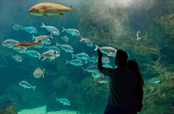 Griechenland Kreta Aquarium