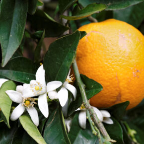 Griechenland Kreta Orange Griechenland Kreta Orange