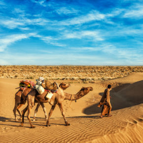 Indien Rajasthan Kamel