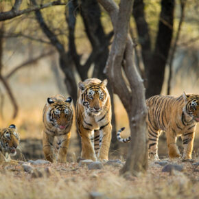 Indien Ranthamhore Nationalpark