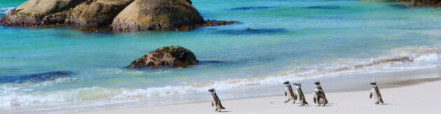 Südafrika Kapstadt Strand Pinguine