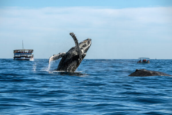 Whale Watching Pazifik