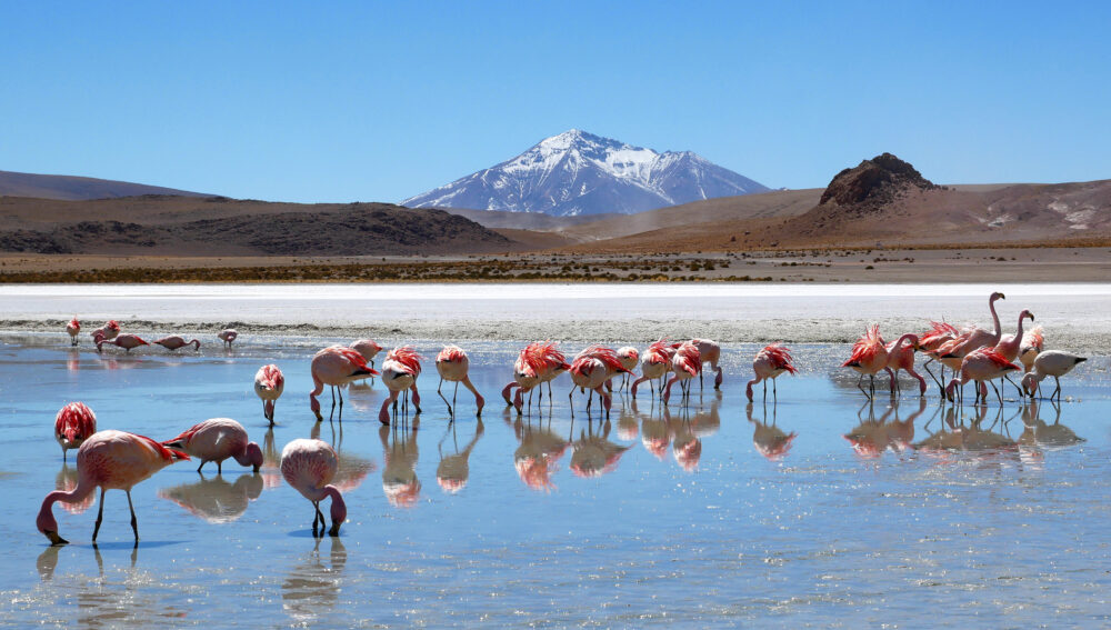 Bolivien Salzwüste Flamingos
