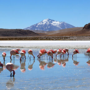 Salzwüste Bolivien: Tipps für Euren Besuch der Salar de Uyuni Salzwüste Bolivien: Tipps für Euren Besuch der Salar de Uyuni