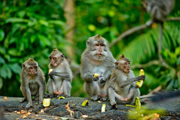 Indonesien Bali Monkey Forest