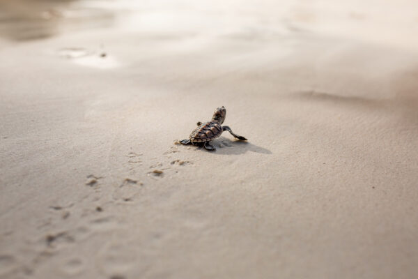 Indonesien Bali Schildkröte