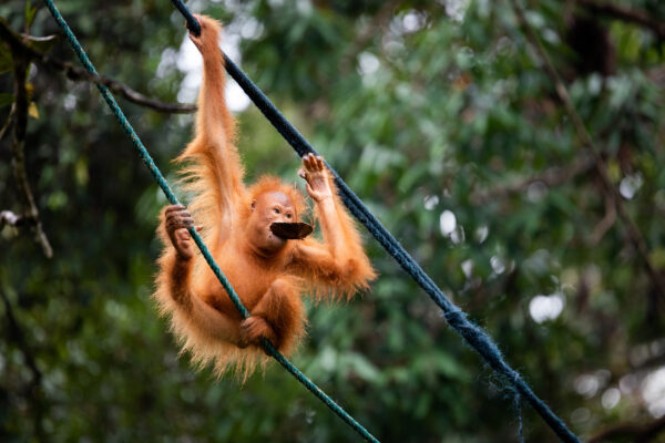 Indonesien Borneo Affe