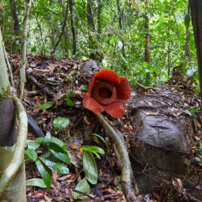 Indonesien Borneo Gunung Gading