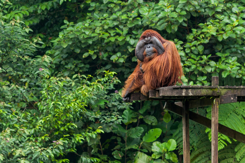 Indonesien Borneo Semenggoh Nationalpark