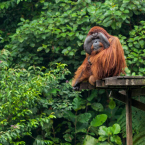 Abenteuer-Rundreise: 14 Tage quer durch Malaysia & Borneo mit Flug, verschiedenen Hotels, Transfers und Verpflegung nur 3499€