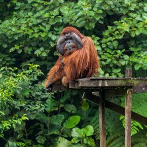 Indonesien Borneo Semenggoh Nationalpark