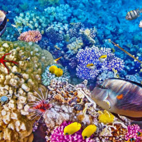 Tauchen auf Bali: Die Top 6 Divespots der Insel