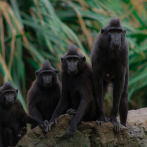 Indonesien Sulawesi Tangkoko Schopfmakaken