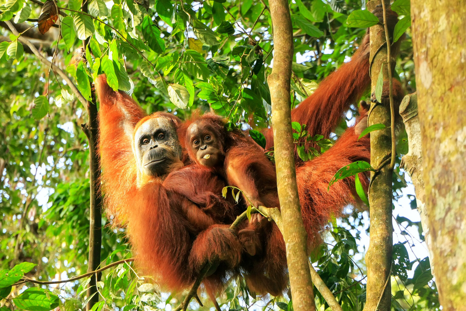 Sumatra Reisetipps: Highlights der indonesischen Insel - Urlaubstracker.de