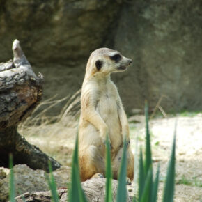 Wow! 2 Tickets für den Kölner Zoo ab 1€