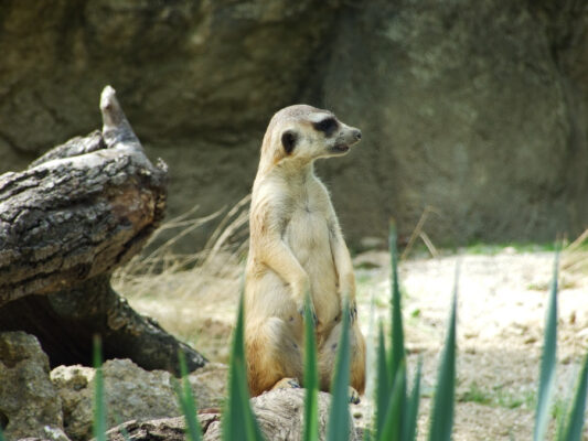 Kroatien Zagreb Zoo