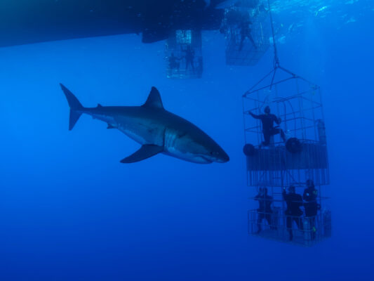 Südafrika White Shark Cage