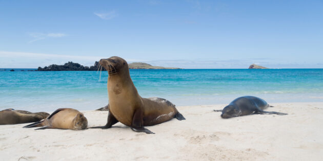 Ecuador Galapagos Inseln Seelöwe Strand