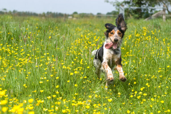 Hund Wiese Happy Zunge