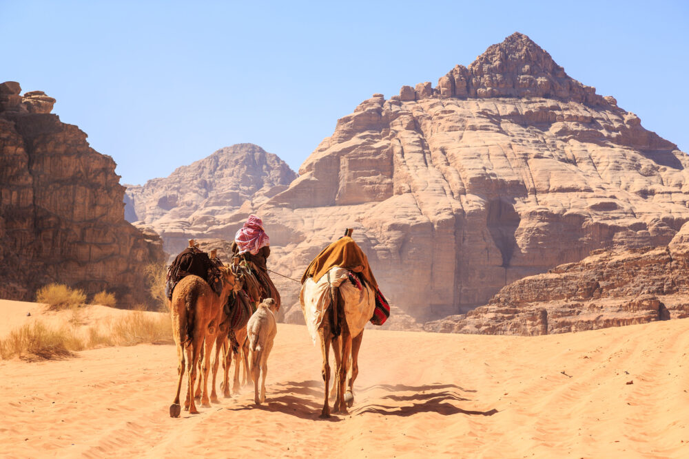 Jordanien Kamele Wadi Rum