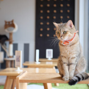 Kuscheliges Highlight: Die TOP 5 Katzencafés weltweit Kuscheliges Highlight: Die TOP 5 Katzencafés weltweit
