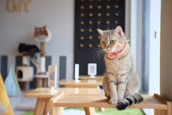 Katzencafe Katze Halsband