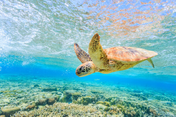 Schildkroete Unterwasser