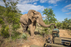 Südafrika Entdeckertour: 10-tägige Rundreise inkl. Unterkünften, Mietwagen & Flug für 12...