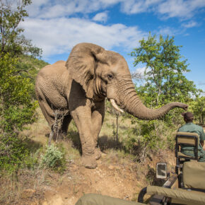 Südafrika Kruger Nationalpark Elefant