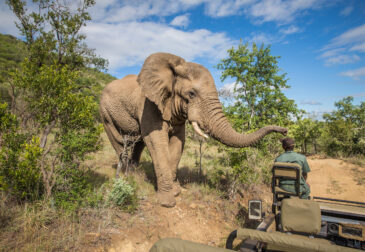 Südafrika Entdeckertour: 17-tägige Rundreise inkl. Unterkünften, Mietwagen & Flug für 17...