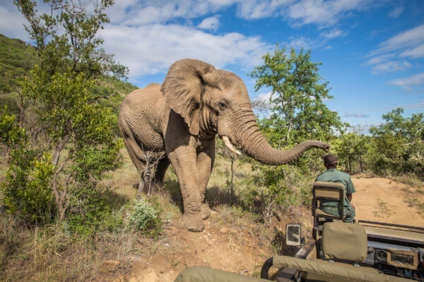 Südafrika Kruger Nationalpark Elefant