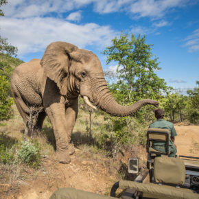 Südafrika Kruger Nationalpark Elefant