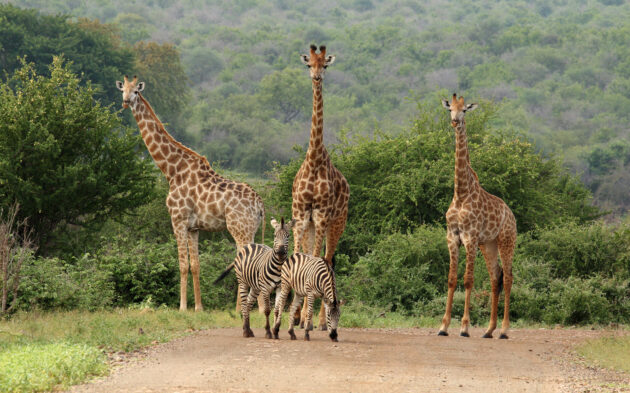 Südafrika Kruger Nationalpark Giraffen