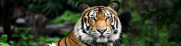 Zoo Tiger Panorama