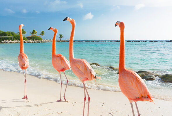 Bonaire Strand Flamingos