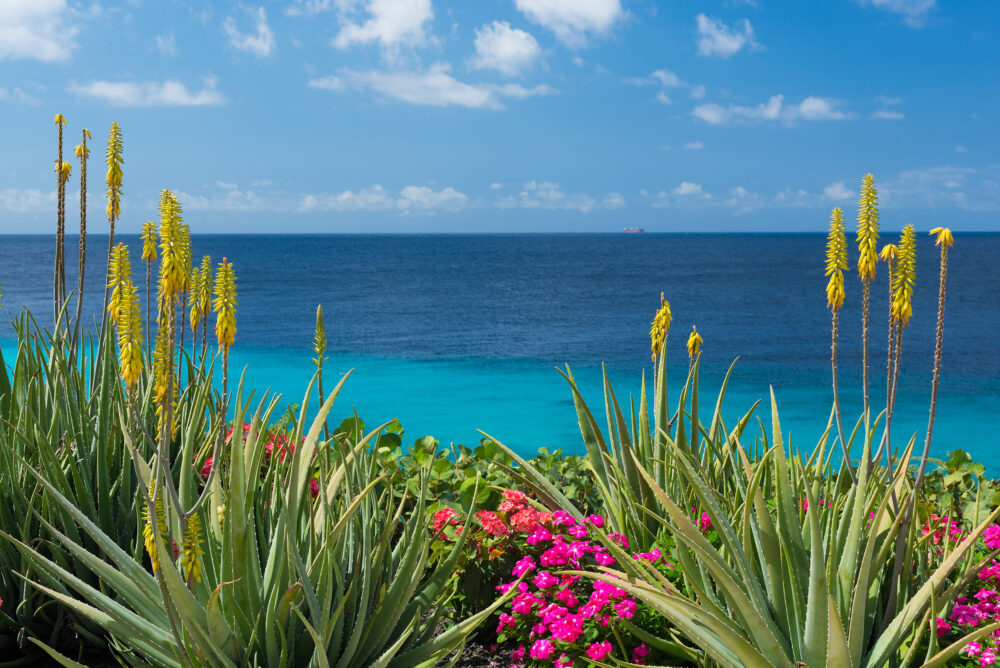 Curacao Aloe Vera