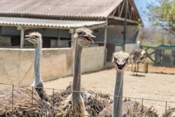 Curacao Ostrich Farm