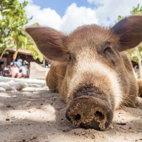 An Diesem Strand Auf Curacao Konnt Ihr Mit Sussen Schweinchen Relaxen