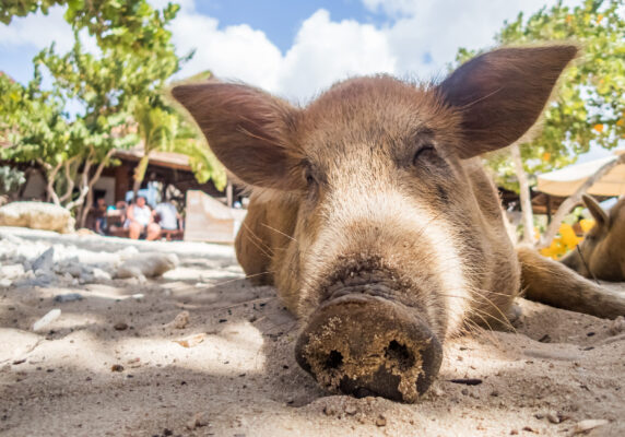 Curacao Porto Mari Beach Schweinchen