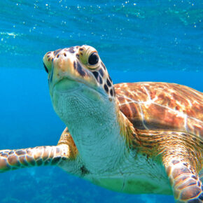 Unglaublicher Karibik Kracher: 9 Tage Curaçao mit Hotel, Flug & Transfer NUR 729€
