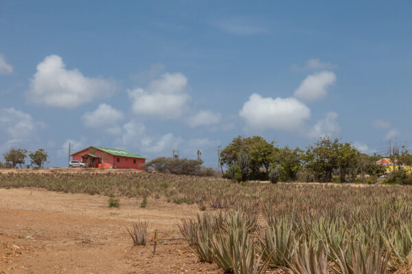 Curacao Aloe Vera Farm