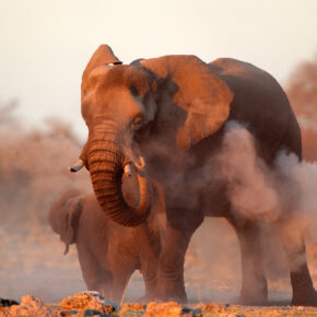 Rundreise durch Namibia: 14 Tage inkl. Hotels, Flügen & Ausflügen