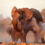Rundreise durch Namibia: 14 Tage inkl. Hotels, Flügen & Ausflügen
