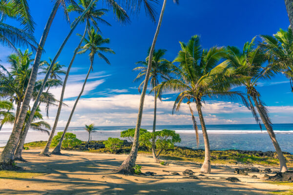 Samoa Palmen Tropischer Strand