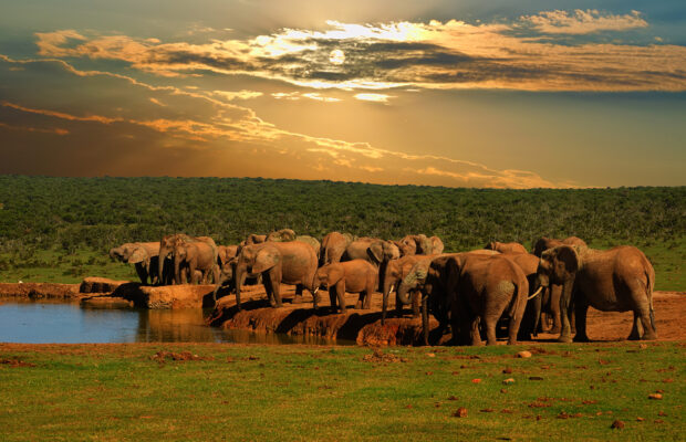 Südafrika Addo Elephant Nationalpark