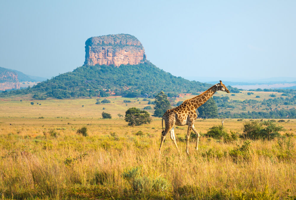 Südafrika Mapungubwe Nationalpark Giraffe